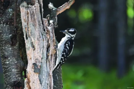 Woodpecker up close and personal